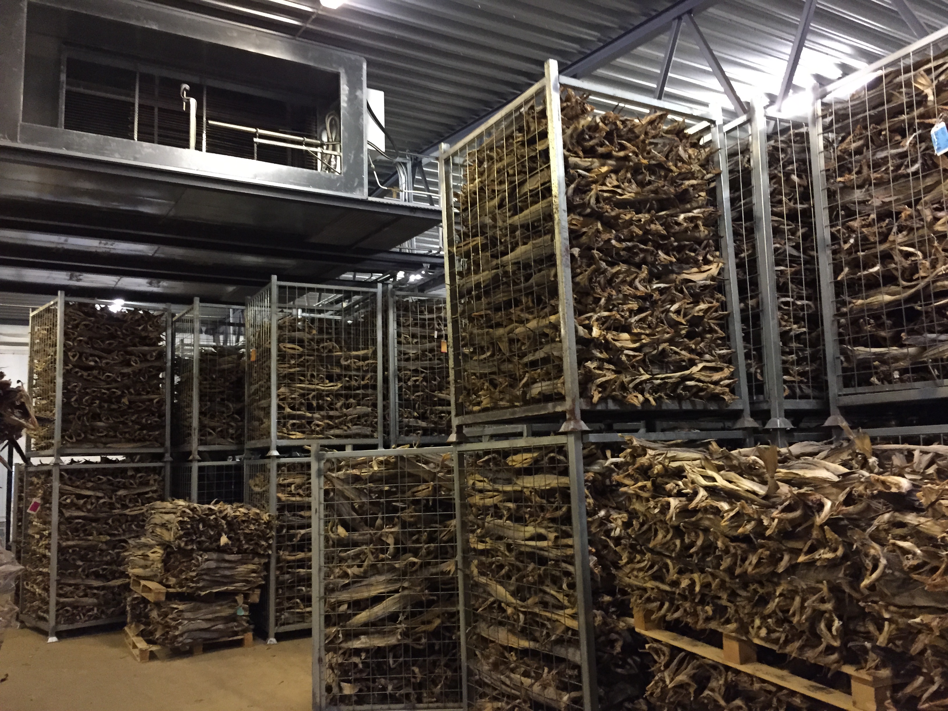 Tørrfisklagring - Optimalt inntak, etter-tørking og lagring av tørrfisk