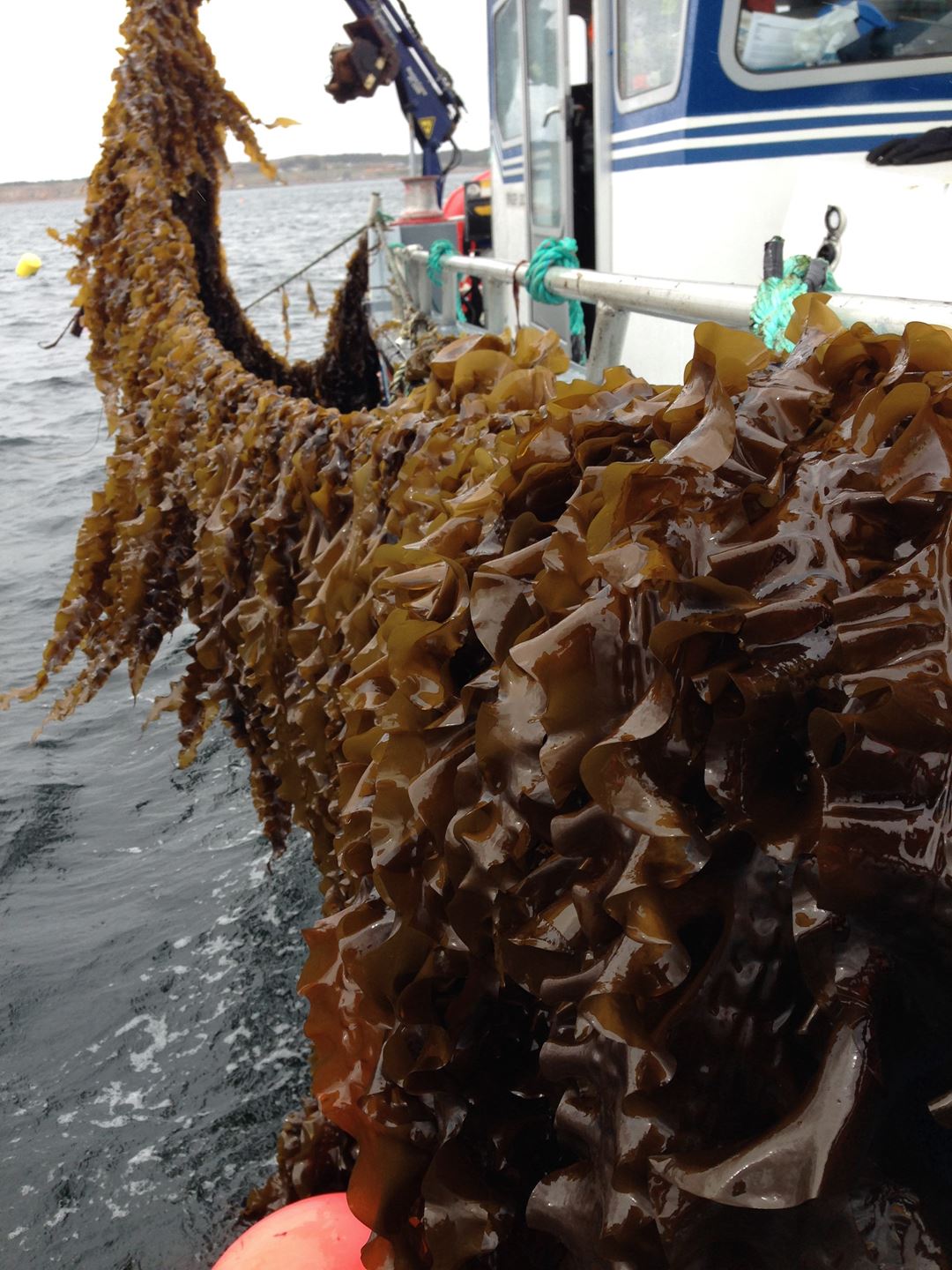 Bilde av tare ved en båt på havet