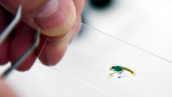 Lobster farming breakthrough