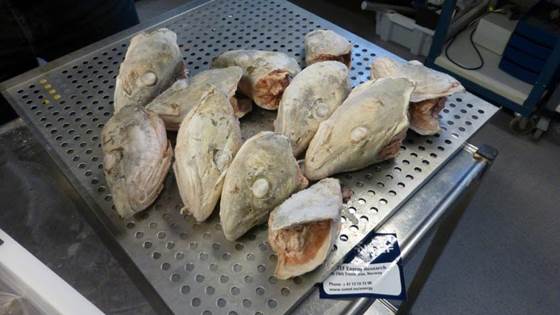 Fryste torskehoder kan benyttes til å produsere ingredienser til mat og fôr