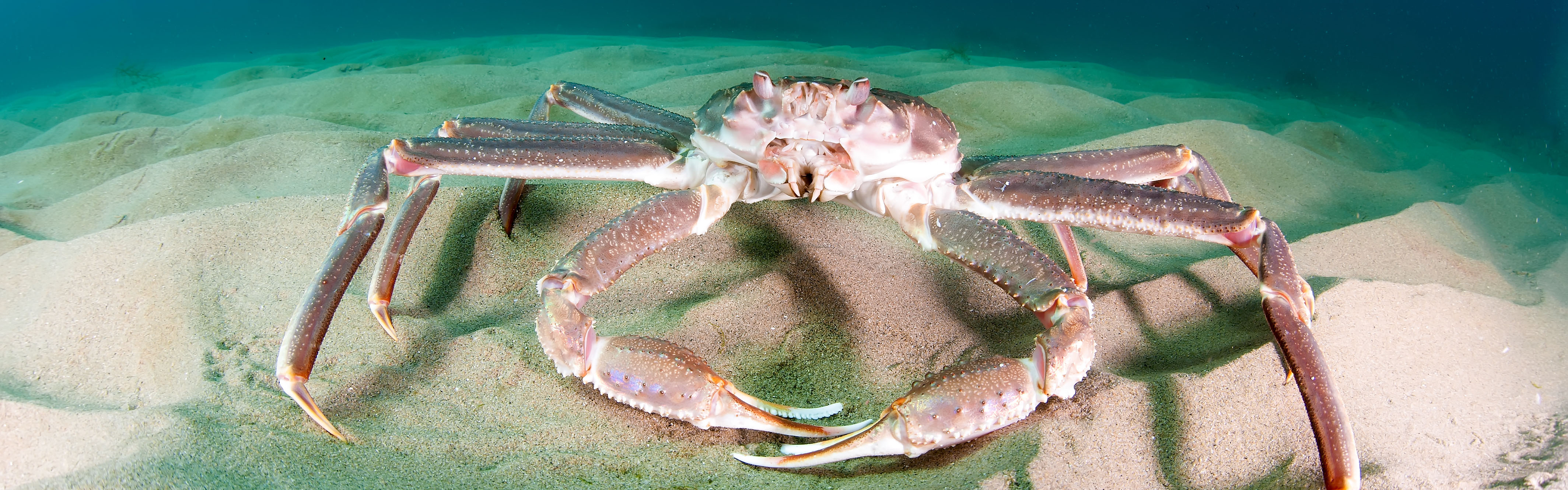 Snow Crab Facts
