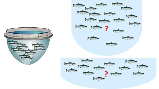 BIOCLOSED – miljøkrav for god fiskevelferd og fiskehelse i lukkede merder i sjø