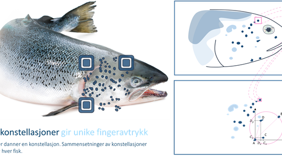 Identifikasjon av lakseindivider: Biometri fase 1 (SalmID)