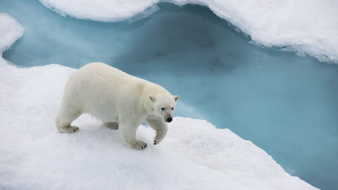 Den første isbjørnen som kom i morges for å observere både mannskap og forskere.