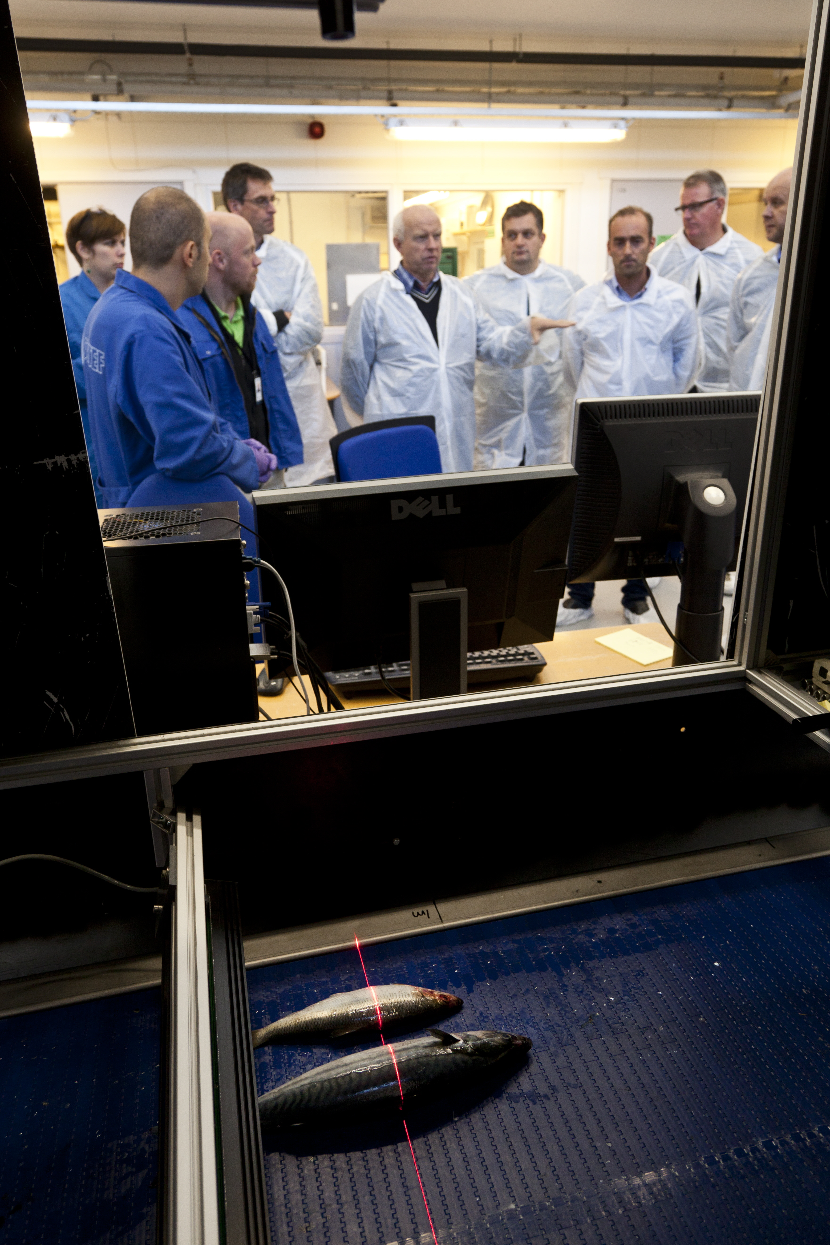 Efficient sorting lines for herring SINTEF