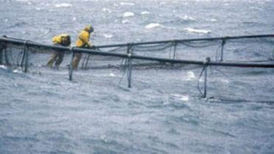 Development of ROV as a tool for automated simultaneous net operations  in aquaculture cages