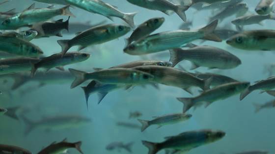 CARBIOMEMBEX - Novel biocatalytic membrane technology for the efficient removal of CO2 in Recirculating Aquaculture Systems