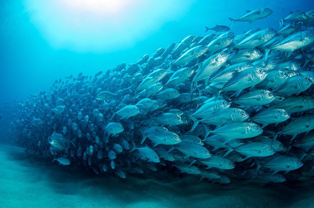 Fish in group, swimming