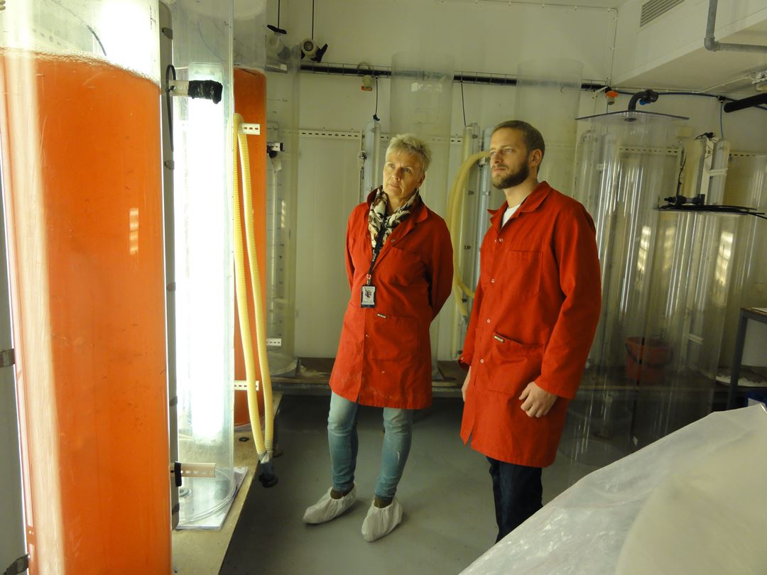 Bilde av Andreas Hagemann og Gunvor Øie som observerer mikroalger ved det nye nasjonale senteret for planktonteknologi på Brattøra.