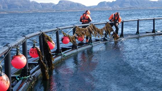 Value created from productive oceans in 2050