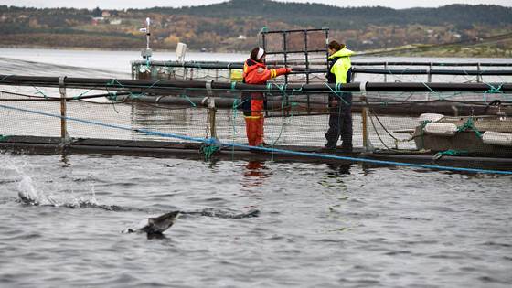 EXACTUS: Hjelp mot kostbart telletrøbbel for oppdretterne