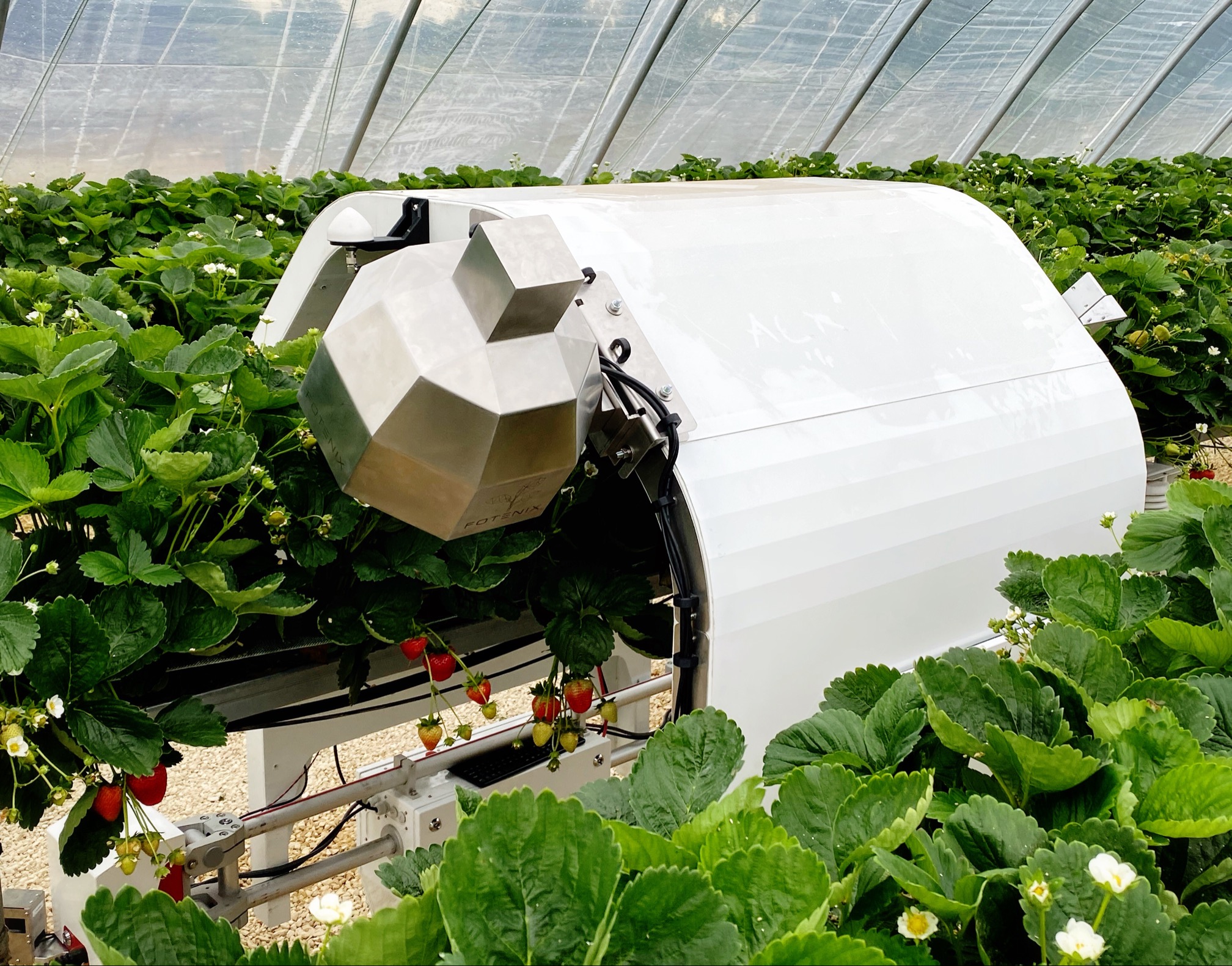 MålBær – Sensors for autonomous precision harvesting of strawberries