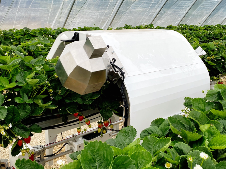 MålBær – Sensors for autonomous precision harvesting of strawberries