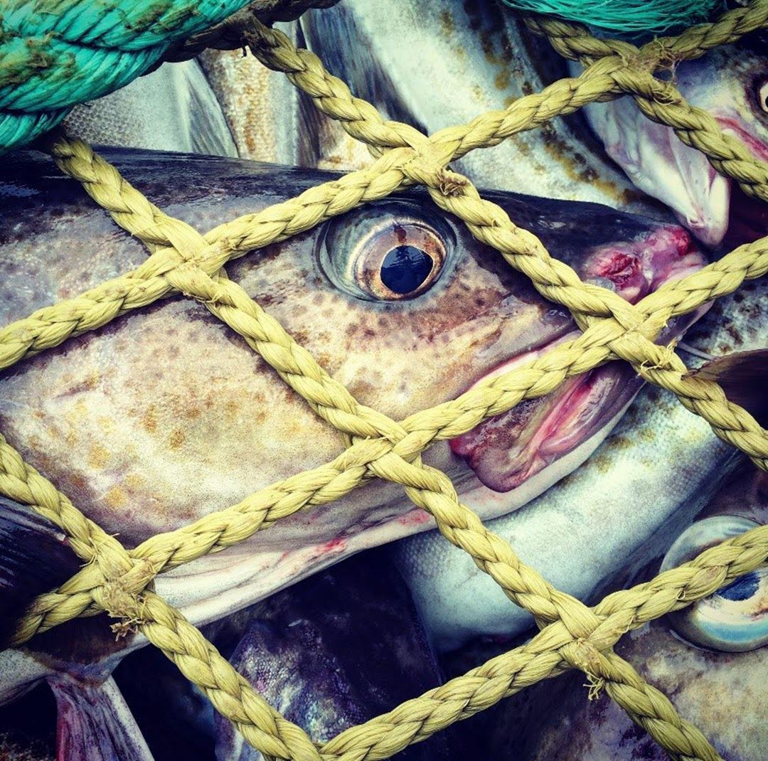 Fish behind fishing net