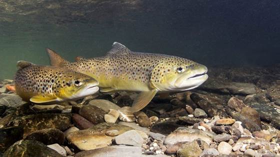 FishPath - Turbulent eddies to create paths for safe downstream migration for salmonids and eel past hydropower intakes