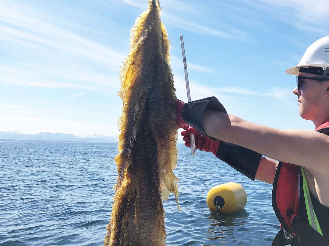 Cultivated kelp that absorbs CO2 and then is buried on the seabed - this is one of the future possibilities SINTEF is currently studying. Here, Marius Andersen, an apprentice in SINTEF, has harvested sugar kelp from a cultivation experiment at Grip outside Kristiansund in Mid-Norway. Photo: SINTEF