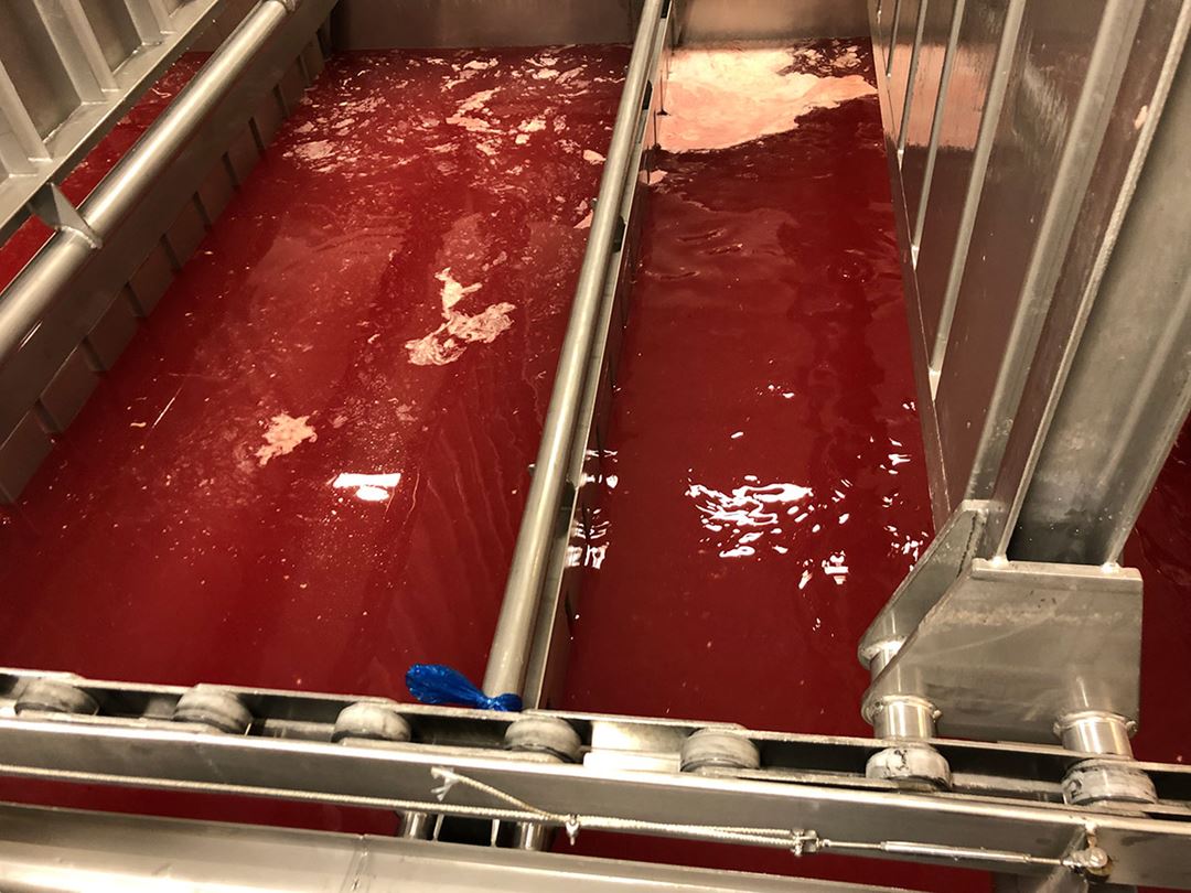 vises en utblødningstank. Vannet er blodrødt
