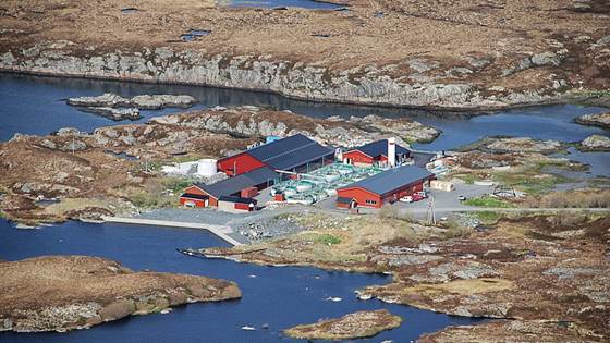 Kelp cultivation near land-based hatcheries