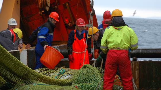 Kvalitet og velferd hos trålfanget fisk