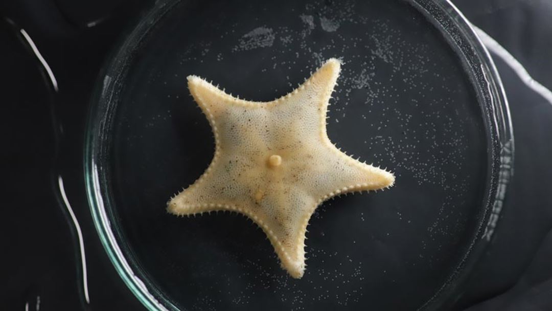 Denne sjøstjernen, som har latinsk navn Ctenodiscus crispatus, men som ellers er kjent som muddersjøstjerne, hadde gjemt seg i en seismisk mottaker som ble heiset opp natt til søndag.