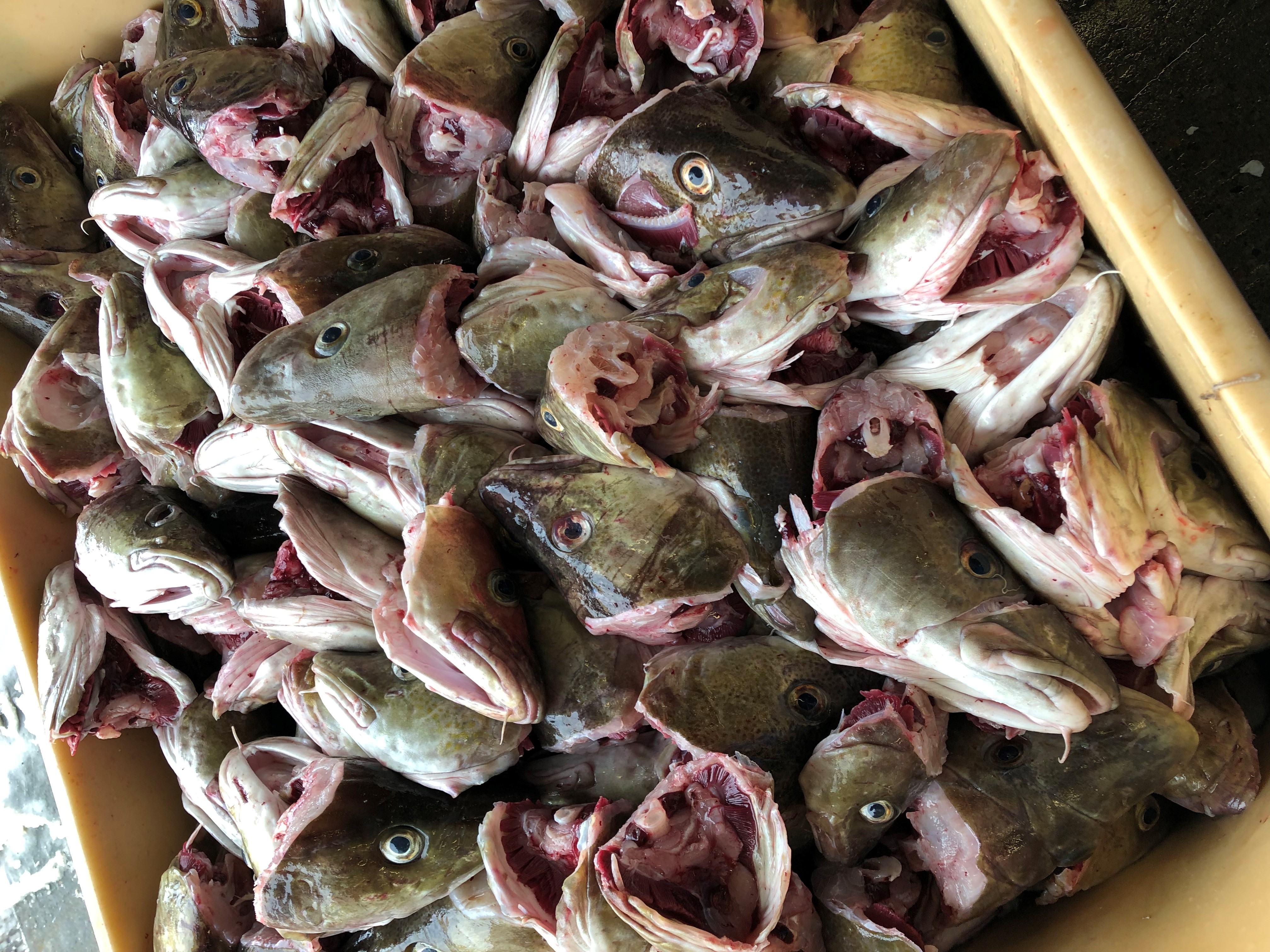 Restråstoffanalyser 2023–2025: Tilgjengelighet og anvendelse av marint restråstoff fra norsk fiskeri- og havbruksnæring