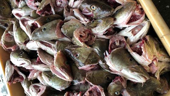 Restråstoffanalyser 2023–2025: Tilgjengelighet og anvendelse av marint restråstoff fra norsk fiskeri- og havbruksnæring