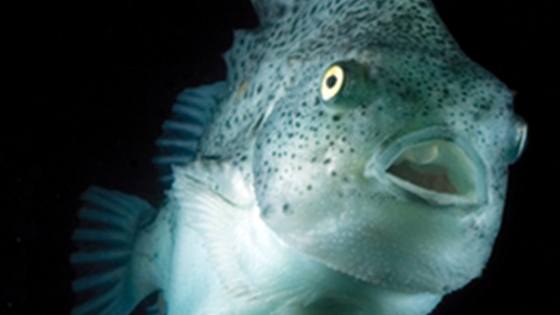 Vannkvalitet og startfôring for rognkjeks