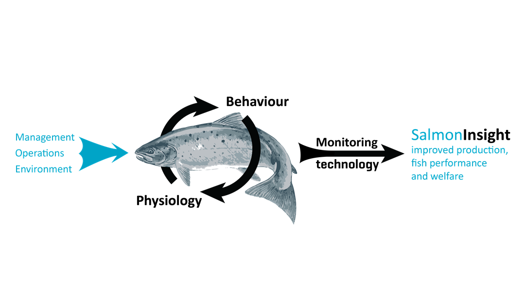 SalmonInsight illustration