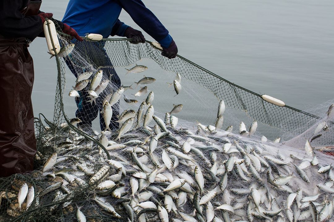 Fish in net