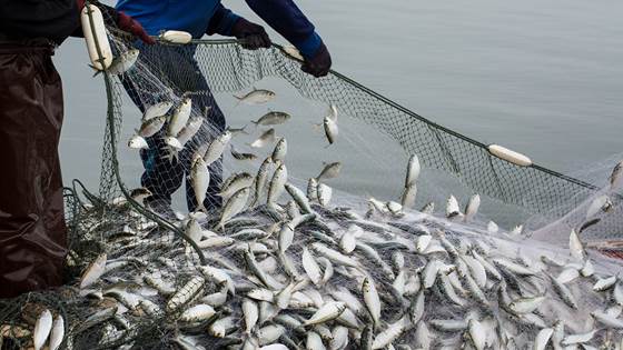 Digitization for more sustainable fisheries in Europe