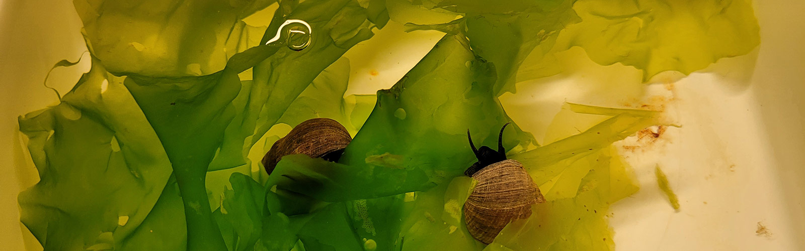 AQUALICIOUS - Aquaculture Quality and Uptake with Low Trophic, Integrated, Circular, Innovative Opportunities and Solutions