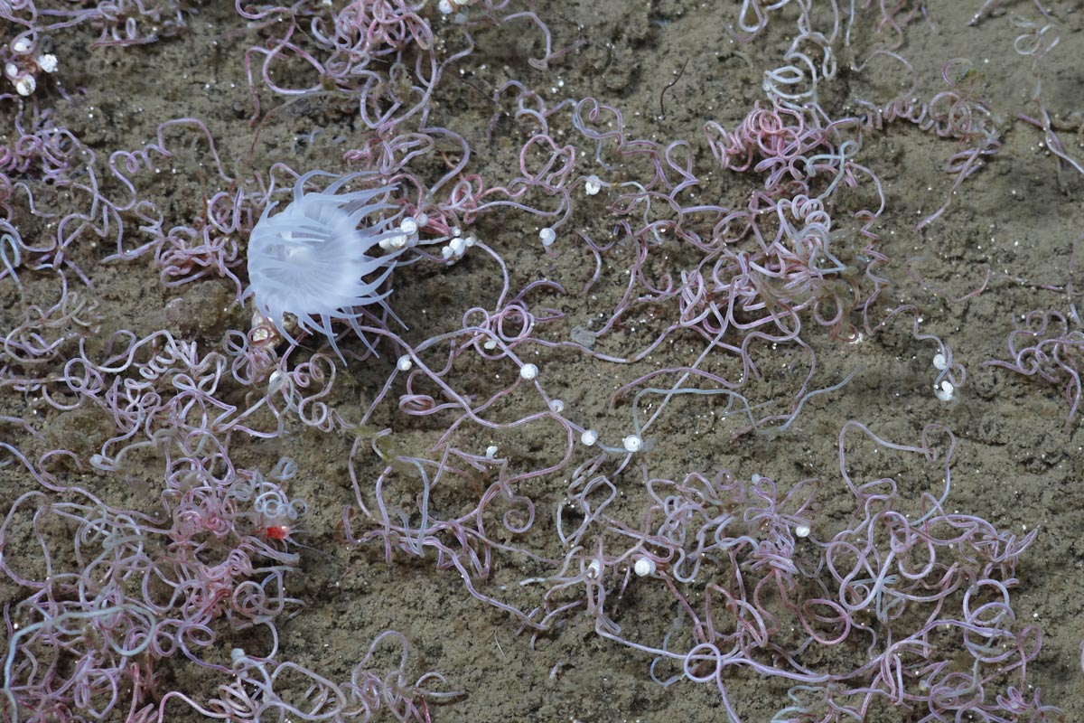 Her er et av de høyoppløselige bildene som ble tatt under det andre dykket. Dette kalles en oase med kjemosyntetisk liv – der dyr lever av kjemisk energi, istedenfor energi fra solen. De små "trådene" man ser på bildet er rørormer. Vi ser også en anemone og små hvite snegleaktige skjell.