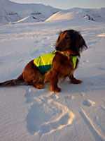 JIP Oil in ice. Trained dogs may be used to detect oil under snow. From medium scale experiments at Svea, Svalbard. Foto; SINTEF