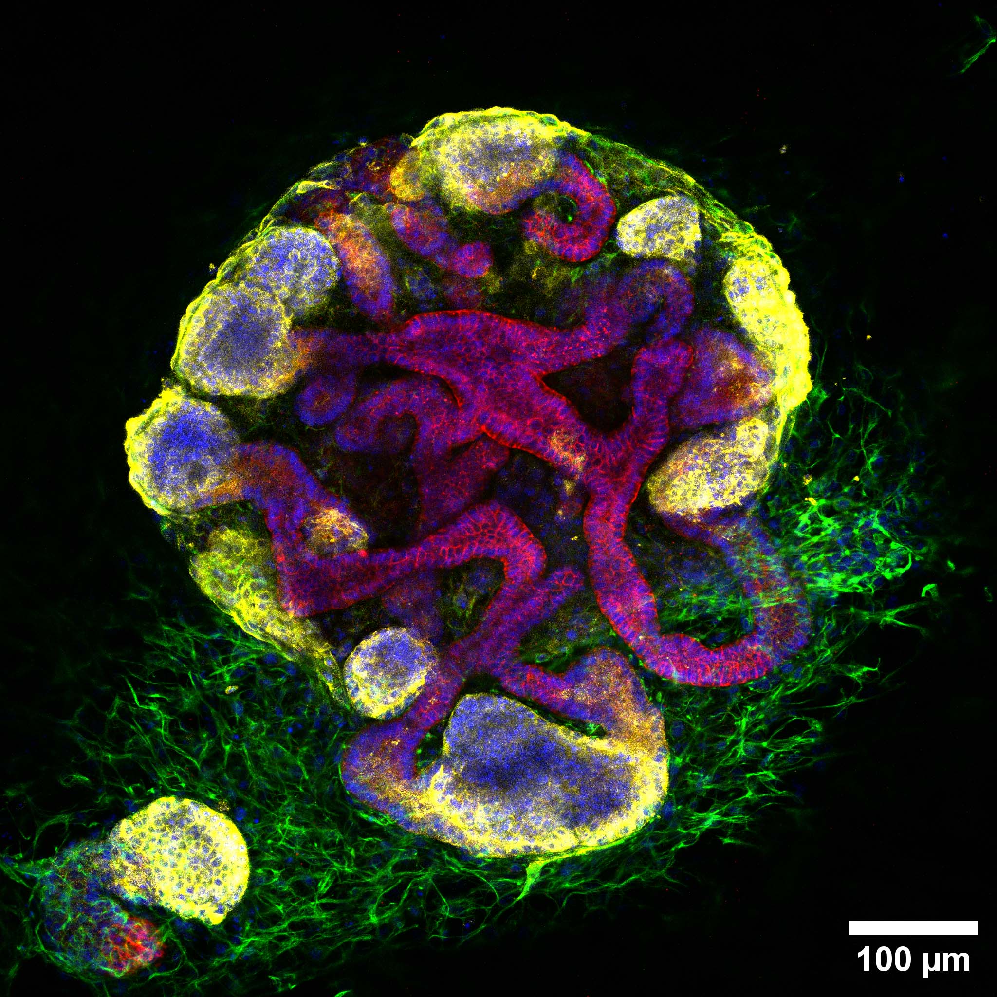 – Disse stamcellene kan bli til nesten alt mulig i kroppen