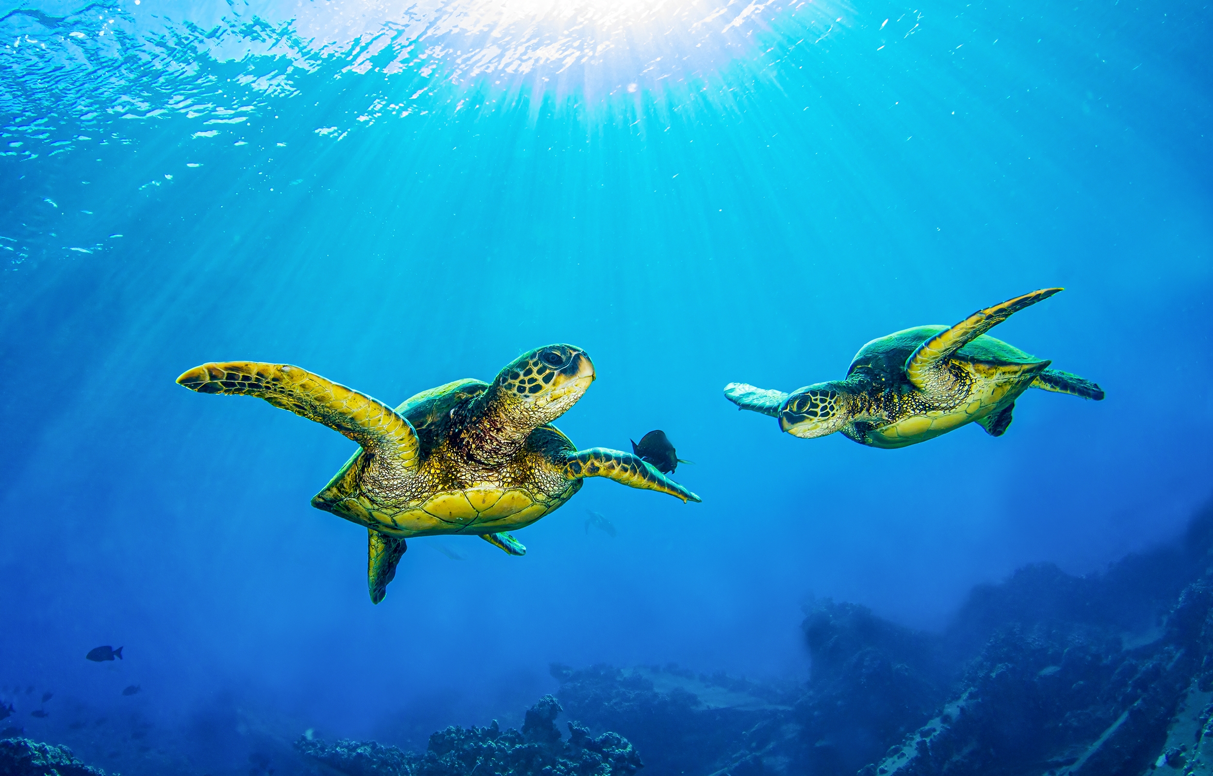 Les om havforskningen vår her