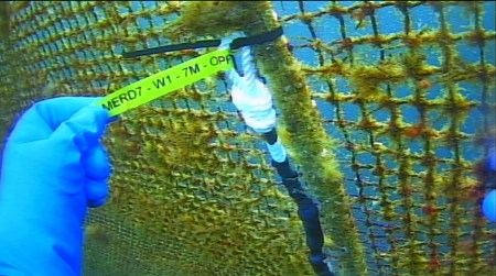 Close-up of fish cage net.