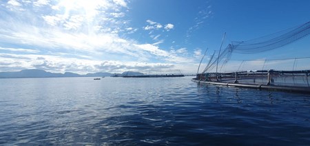 Fish cage in calm sea.