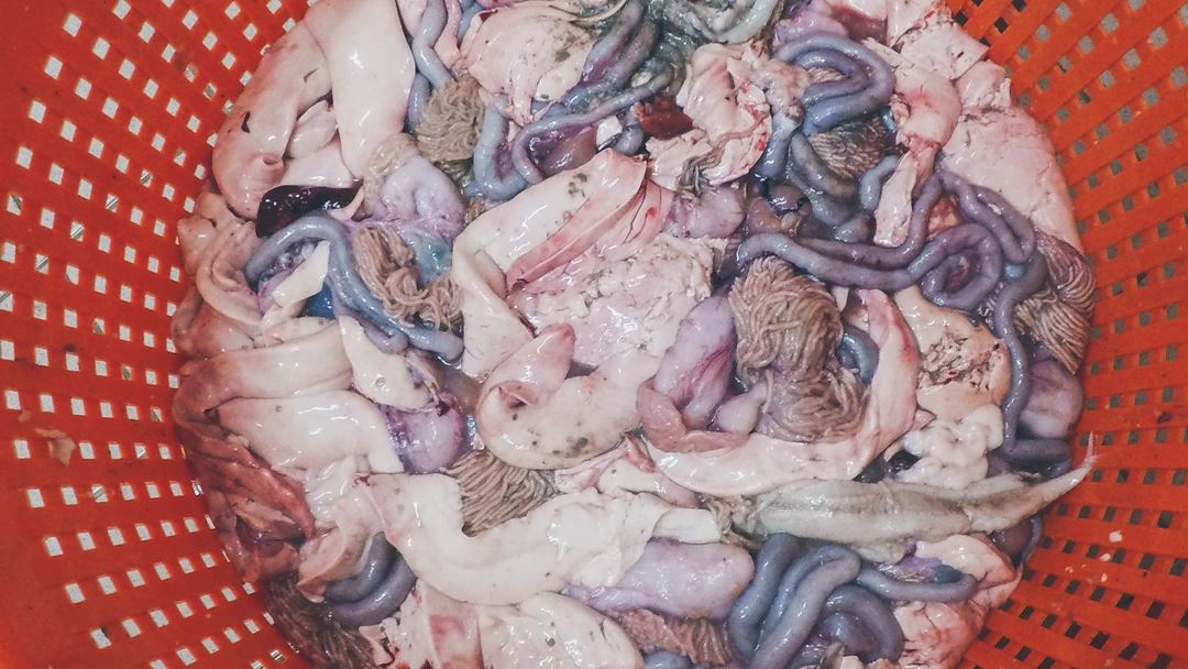 Liver and intestines from cod. Photo: Maria Alquiza Madina, NTNU.