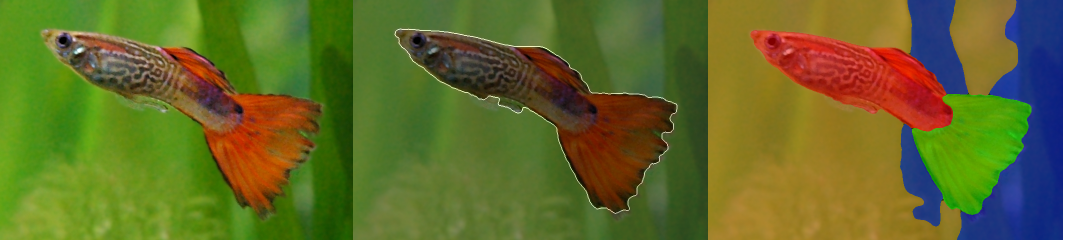 segmented_guppy_small.png
