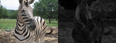 zebraScale_small.png