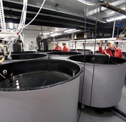 Scientists studying cod farming make sure the ecosystem for young cod is just right.  Photo: Rune Petter Ness/SINTEF Media