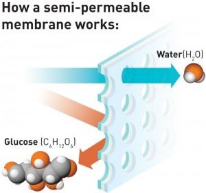 How a semi-permeable membrane works: Illustration showing the principle behind a semi-permeable membrane. The membrane's microscopic pores allow a water molecule (H2O) to pass, but the larger glucose molecule (C6H12O6) is too large to pass through the pores. Illustration: Raymond Nilsson/SINTEF 