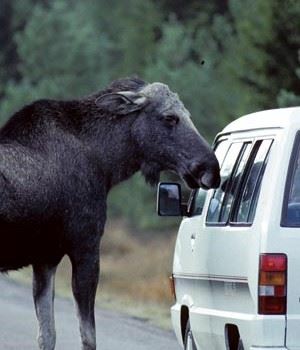 TOO AGGRESSIVE: Moose on the road are a traffic problem in Norway. 
Photo: Scanpix