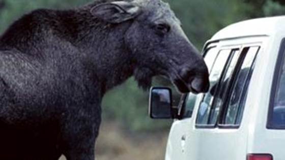 Watch out – moose!
