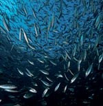 Tøffere laksemerd skal hindre rømming