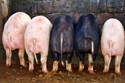 INSEMINATION: Moulding the sperm cells from pigs into an alginate gel provides for better storage capacity. Photo: Tim Graham / Image Bank