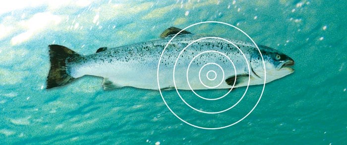 Fisk med klimaregnskap