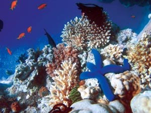 Kunstige rev på havbunnen