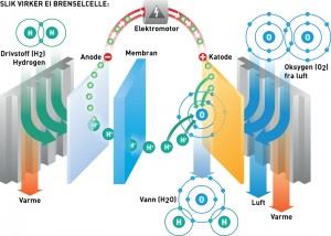 SLIK VIRKER EI BRENSELCELLE - MINIKRAFTVERKET I HYDROGENBILER: Brenselcella omdanner hydrogen og oksygen (fra lufta) til elektrisk strøm, vann og varme. Hydrogen gir fra seg elektroner (e-) og blir til protoner (H+) på anoden. Protonene vandrer gjennom membranen, mens elektronene strømmer gjennom bilens elektromotor til katoden. Der slår elektronene seg sammen med protonene og ett oksygenatom og danner vann. Illustrasjon: Raymond Nilsson/SINTEF