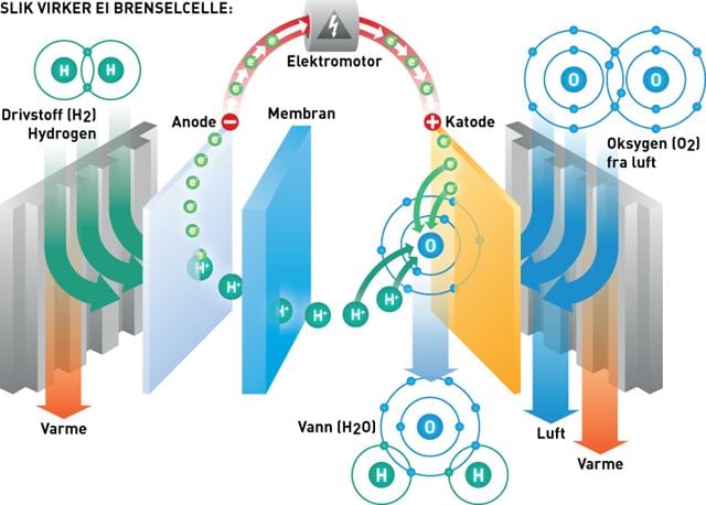 SLIK VIRKER EI  BRENSELCELLE - MINIKRAFTVERKET I HYDROGENBILER: Brenselcella omdanner hydrogen og oksygen (fra lufta) til elektrisk strøm, vann og varme. Hydrogen gir fra seg elektroner (e-) og blir til protoner (H+) på anoden. Protonene vandrer gjennom membranen, mens elektronene strømmer gjennom bilens elektromotor til katoden. Der slår elektronene seg sammen med protonene og ett oksygenatom og danner vann. Illustrasjon: Raymond Nilsson/SINTEF 